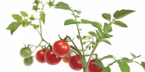 Najranije sorte paradajza: kako dobiti prvu berbu u junu